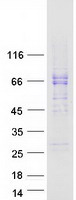 C15orf27 Protein - Purified recombinant protein TMEM266 was analyzed by SDS-PAGE gel and Coomassie Blue Staining