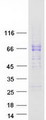 C15orf27 Protein - Purified recombinant protein TMEM266 was analyzed by SDS-PAGE gel and Coomassie Blue Staining