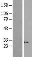 C15orf53 Protein - Western validation with an anti-DDK antibody * L: Control HEK293 lysate R: Over-expression lysate