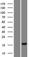 C15orf61 Protein - Western validation with an anti-DDK antibody * L: Control HEK293 lysate R: Over-expression lysate