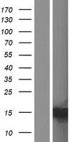 C15orf65 Protein - Western validation with an anti-DDK antibody * L: Control HEK293 lysate R: Over-expression lysate
