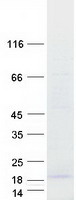 C16orf13 Protein - Purified recombinant protein METTL26 was analyzed by SDS-PAGE gel and Coomassie Blue Staining