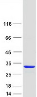 C16orf45 Protein - Purified recombinant protein C16orf45 was analyzed by SDS-PAGE gel and Coomassie Blue Staining