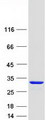 C16orf45 Protein - Purified recombinant protein C16orf45 was analyzed by SDS-PAGE gel and Coomassie Blue Staining