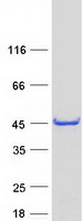 C16orf48 Protein - Purified recombinant protein ENKD1 was analyzed by SDS-PAGE gel and Coomassie Blue Staining