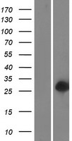 C16orf54 Protein - Western validation with an anti-DDK antibody * L: Control HEK293 lysate R: Over-expression lysate