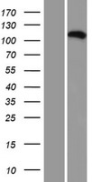 C16orf62 Protein - Western validation with an anti-DDK antibody * L: Control HEK293 lysate R: Over-expression lysate