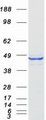 C16orf70 / LIN10 Protein - Purified recombinant protein C16orf70 was analyzed by SDS-PAGE gel and Coomassie Blue Staining