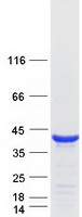 C16orf72 Protein - Purified recombinant protein C16orf72 was analyzed by SDS-PAGE gel and Coomassie Blue Staining