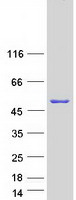 C16orf86 Protein - Purified recombinant protein C16orf86 was analyzed by SDS-PAGE gel and Coomassie Blue Staining