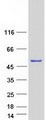 C16orf86 Protein - Purified recombinant protein C16orf86 was analyzed by SDS-PAGE gel and Coomassie Blue Staining