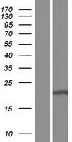 C16orf87 Protein - Western validation with an anti-DDK antibody * L: Control HEK293 lysate R: Over-expression lysate