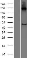 C16orf89 Protein - Western validation with an anti-DDK antibody * L: Control HEK293 lysate R: Over-expression lysate