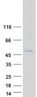 C16orf89 Protein - Purified recombinant protein C16orf89 was analyzed by SDS-PAGE gel and Coomassie Blue Staining