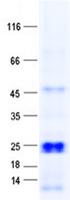 C16orf90 Protein