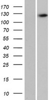 C16orf96 Protein - Western validation with an anti-DDK antibody * L: Control HEK293 lysate R: Over-expression lysate