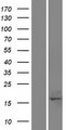 C17orf49 Protein - Western validation with an anti-DDK antibody * L: Control HEK293 lysate R: Over-expression lysate