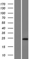 C17orf51 Protein - Western validation with an anti-DDK antibody * L: Control HEK293 lysate R: Over-expression lysate
