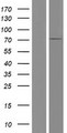 C17orf53 Protein - Western validation with an anti-DDK antibody * L: Control HEK293 lysate R: Over-expression lysate
