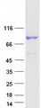 C17orf70 Protein - Purified recombinant protein FAAP100 was analyzed by SDS-PAGE gel and Coomassie Blue Staining