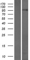 C17orf71 Protein - Western validation with an anti-DDK antibody * L: Control HEK293 lysate R: Over-expression lysate