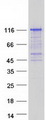 C17orf71 Protein - Purified recombinant protein SMG8 was analyzed by SDS-PAGE gel and Coomassie Blue Staining