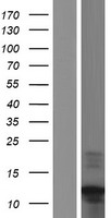 C17orf89 Protein - Western validation with an anti-DDK antibody * L: Control HEK293 lysate R: Over-expression lysate