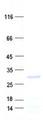 C18orf21 Protein