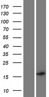C19orf12 Protein - Western validation with an anti-DDK antibody * L: Control HEK293 lysate R: Over-expression lysate