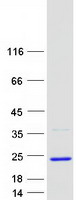 C19orf34 Protein - Purified recombinant protein C19orf34 was analyzed by SDS-PAGE gel and Coomassie Blue Staining