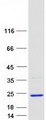 C19orf34 Protein - Purified recombinant protein C19orf34 was analyzed by SDS-PAGE gel and Coomassie Blue Staining