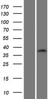 C19orf54 Protein - Western validation with an anti-DDK antibody * L: Control HEK293 lysate R: Over-expression lysate