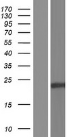 C19orf60 Protein - Western validation with an anti-DDK antibody * L: Control HEK293 lysate R: Over-expression lysate