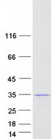 C19orf81 Protein - Purified recombinant protein C19orf81 was analyzed by SDS-PAGE gel and Coomassie Blue Staining