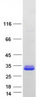 C19orf84 / LOC147646 Protein - Purified recombinant protein C19orf84 was analyzed by SDS-PAGE gel and Coomassie Blue Staining