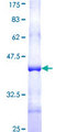 C1GALT1 Protein - 12.5% SDS-PAGE Stained with Coomassie Blue.