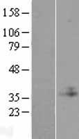 C1GALT1C1 Protein - Western validation with an anti-DDK antibody * L: Control HEK293 lysate R: Over-expression lysate