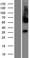 C1GALT1C1L Protein - Western validation with an anti-DDK antibody * L: Control HEK293 lysate R: Over-expression lysate