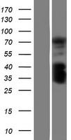 C1orf106 Protein - Western validation with an anti-DDK antibody * L: Control HEK293 lysate R: Over-expression lysate