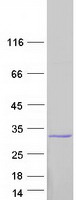 C1orf109 Protein - Purified recombinant protein C1orf109 was analyzed by SDS-PAGE gel and Coomassie Blue Staining