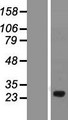 C1orf111 Protein - Western validation with an anti-DDK antibody * L: Control HEK293 lysate R: Over-expression lysate