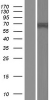 C1orf129 Protein - Western validation with an anti-DDK antibody * L: Control HEK293 lysate R: Over-expression lysate