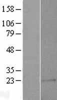 C1orf146 Protein - Western validation with an anti-DDK antibody * L: Control HEK293 lysate R: Over-expression lysate