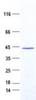 C1orf146 Protein