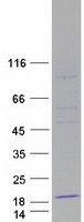 C1orf151 Protein - Purified recombinant protein MINOS1 was analyzed by SDS-PAGE gel and Coomassie Blue Staining