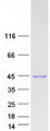 C1orf174 Protein - Purified recombinant protein C1orf174 was analyzed by SDS-PAGE gel and Coomassie Blue Staining
