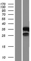 C1orf204 Protein - Western validation with an anti-DDK antibody * L: Control HEK293 lysate R: Over-expression lysate