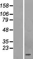 C1orf210 Protein - Western validation with an anti-DDK antibody * L: Control HEK293 lysate R: Over-expression lysate