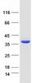 C1orf222 Protein - Purified recombinant protein C1orf222 was analyzed by SDS-PAGE gel and Coomassie Blue Staining