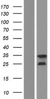 C1orf223 Protein - Western validation with an anti-DDK antibody * L: Control HEK293 lysate R: Over-expression lysate